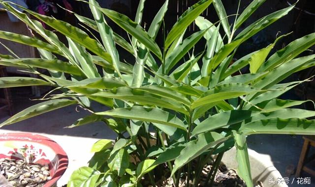 生菜籽粉的药用价值，黑芝麻对接骨有好处吗（把蔬菜做成盆景）