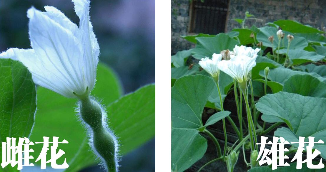 手捻葫芦盆栽种植方法图解，盆栽手捻葫芦种植时间和方法是怎么样的（如何通过日常管理提高手捻葫芦）