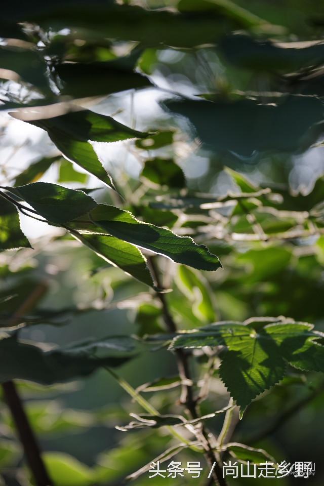 楮实子的功效与作用，楮实子性味归经（山野里无人采摘的这种红果子）