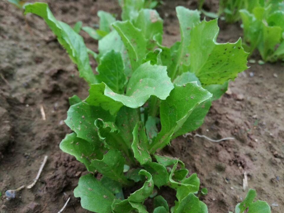 球生菜怎么做好吃，生菜怎么做好吃（《家庭伏天种菜推荐》结球生菜的种植方法）