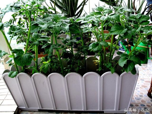 生菜籽粉的药用价值，黑芝麻对接骨有好处吗（把蔬菜做成盆景）