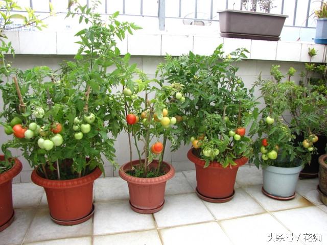 生菜籽粉的药用价值，黑芝麻对接骨有好处吗（把蔬菜做成盆景）