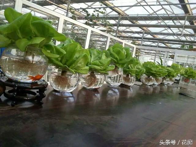 生菜籽粉的药用价值，黑芝麻对接骨有好处吗（把蔬菜做成盆景）