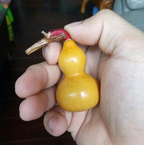 手捻葫芦盆栽种植方法图解，盆栽手捻葫芦种植时间和方法是怎么样的（如何通过日常管理提高手捻葫芦）