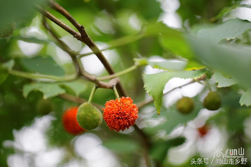 楮实子的功效与作用，楮实子性味归经（山野里无人采摘的这种红果子）