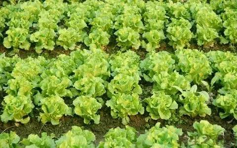 球生菜怎么做好吃，生菜怎么做好吃（《家庭伏天种菜推荐》结球生菜的种植方法）