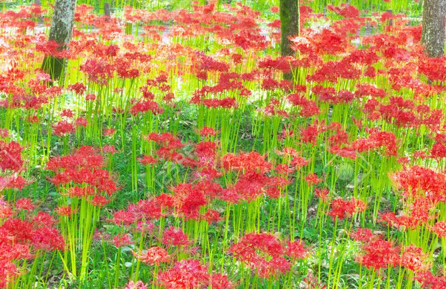 彼岸花开什么意思，彼岸花开的意思（彼岸花的传说）