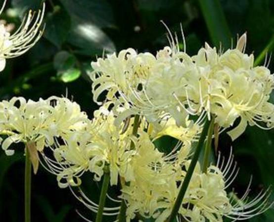 彼岸花开什么意思，彼岸花开的意思（彼岸花的传说）