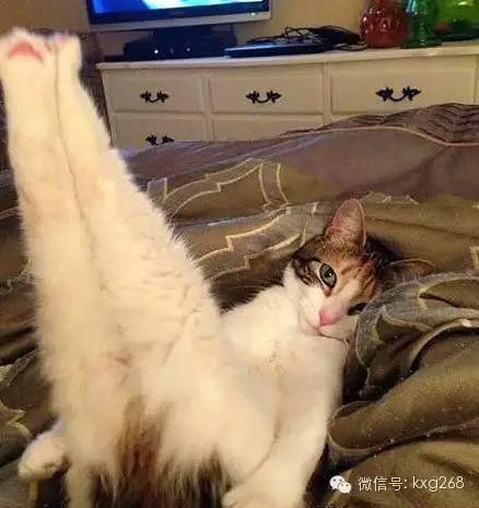 如何一秒变大长腿，一款可以制作长腿照片的软件（如何一秒变大长腿女生）