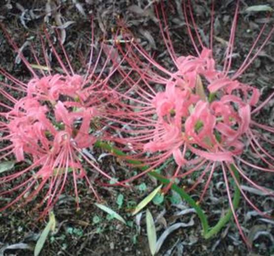 彼岸花开什么意思，彼岸花开的意思（彼岸花的传说）