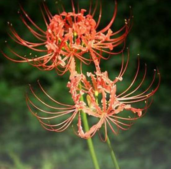 彼岸花开什么意思，彼岸花开的意思（彼岸花的传说）