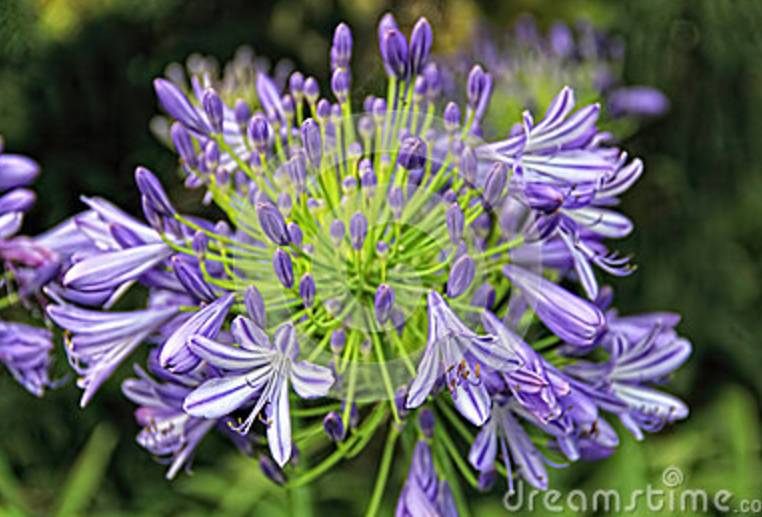 彼岸花开什么意思，彼岸花开的意思（彼岸花的传说）