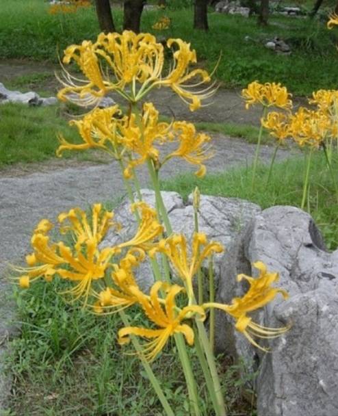 彼岸花开什么意思，彼岸花开的意思（彼岸花的传说）