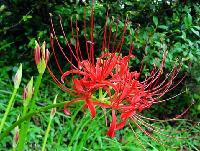 彼岸花开什么意思，彼岸花开的意思（彼岸花的传说）