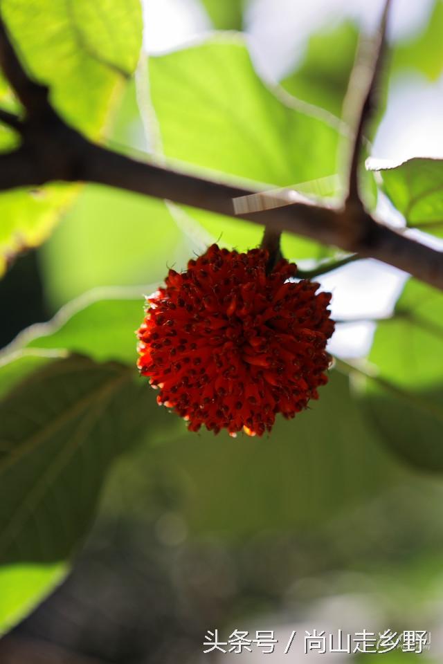 楮实子的功效与作用，楮实子性味归经（山野里无人采摘的这种红果子）