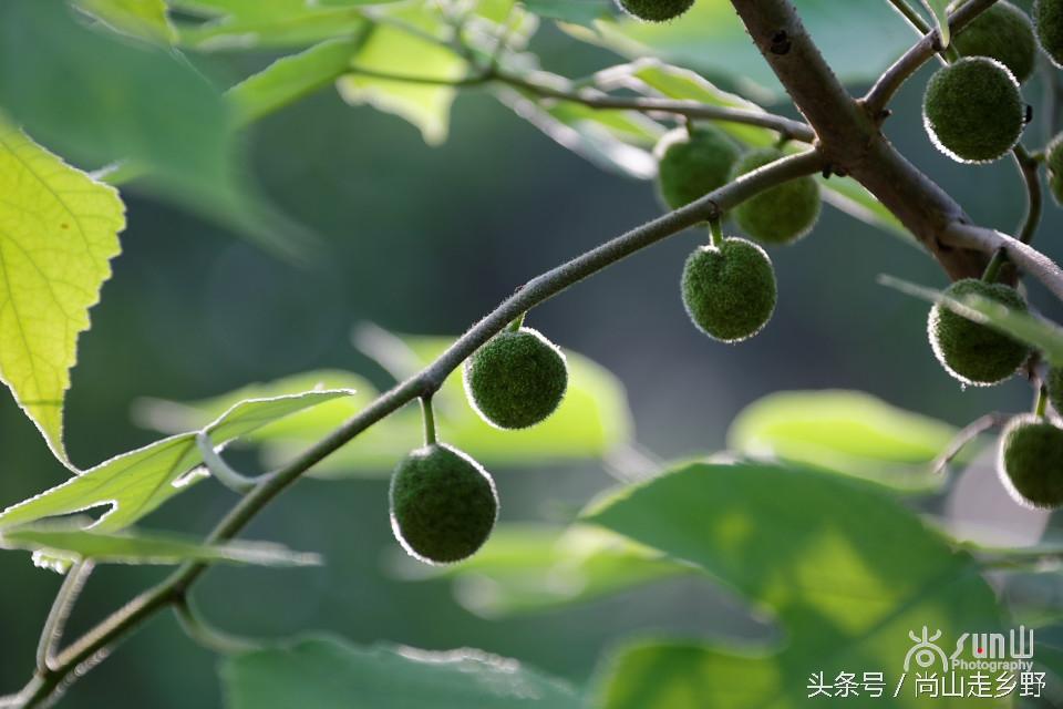 楮实子的功效与作用，楮实子性味归经（山野里无人采摘的这种红果子）