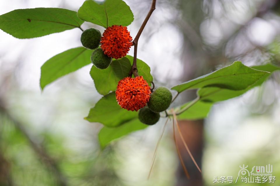 楮实子的功效与作用，楮实子性味归经（山野里无人采摘的这种红果子）
