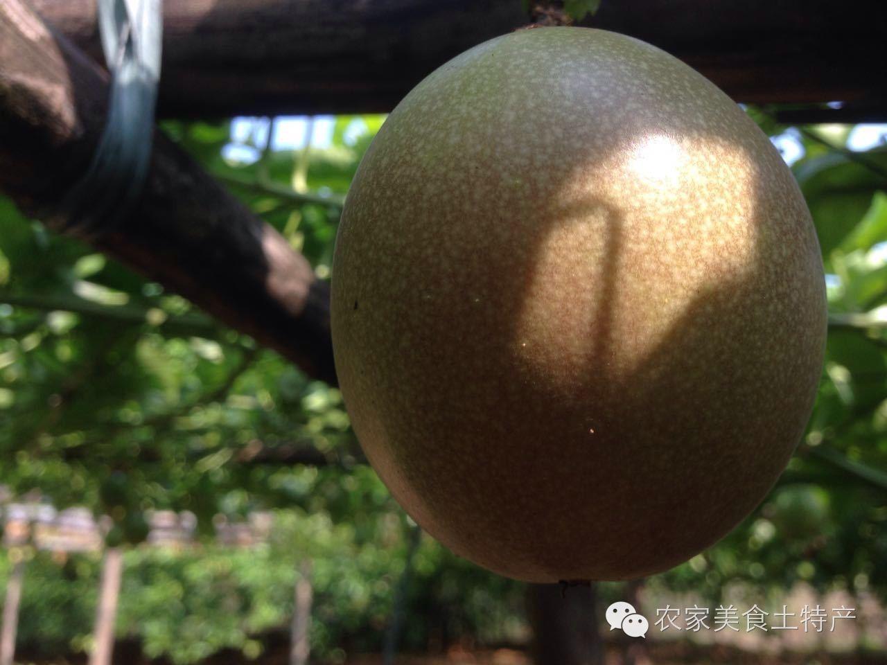 百香果籽怎么吃，百香果怎么吃（百香果的籽能吃吗）