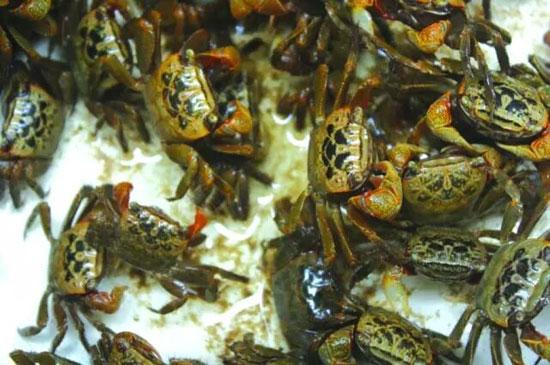 怎么处理扁蟹，螃蟹 怎么处理（潮汕人经常用来腌制生吃的“瘪蟹”或小扁蟹到底是什么蟹）