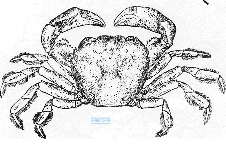 怎么处理扁蟹，螃蟹 怎么处理（潮汕人经常用来腌制生吃的“瘪蟹”或小扁蟹到底是什么蟹）