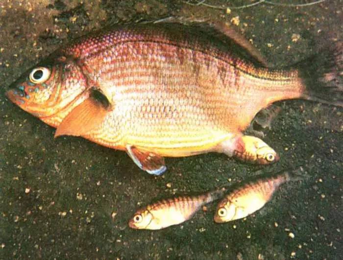 卵胎生动物有哪些，有哪些动物是卵胎生繁殖的（卵生、胎生、卵胎生）