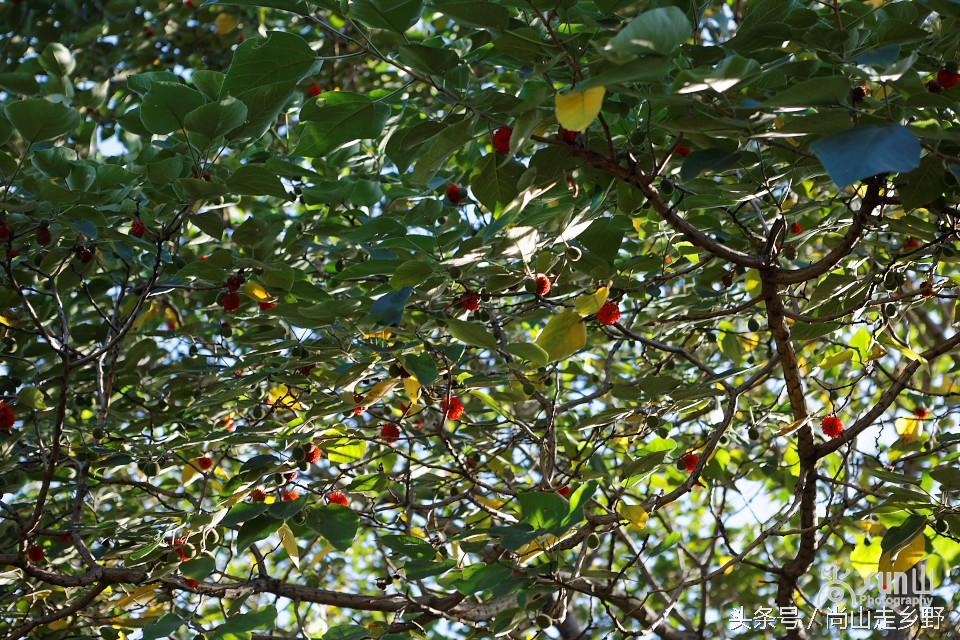 楮实子的功效与作用，楮实子性味归经（山野里无人采摘的这种红果子）