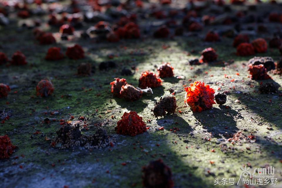 楮实子的功效与作用，楮实子性味归经（山野里无人采摘的这种红果子）