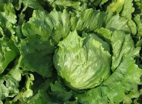 球生菜怎么做好吃，生菜怎么做好吃（《家庭伏天种菜推荐》结球生菜的种植方法）