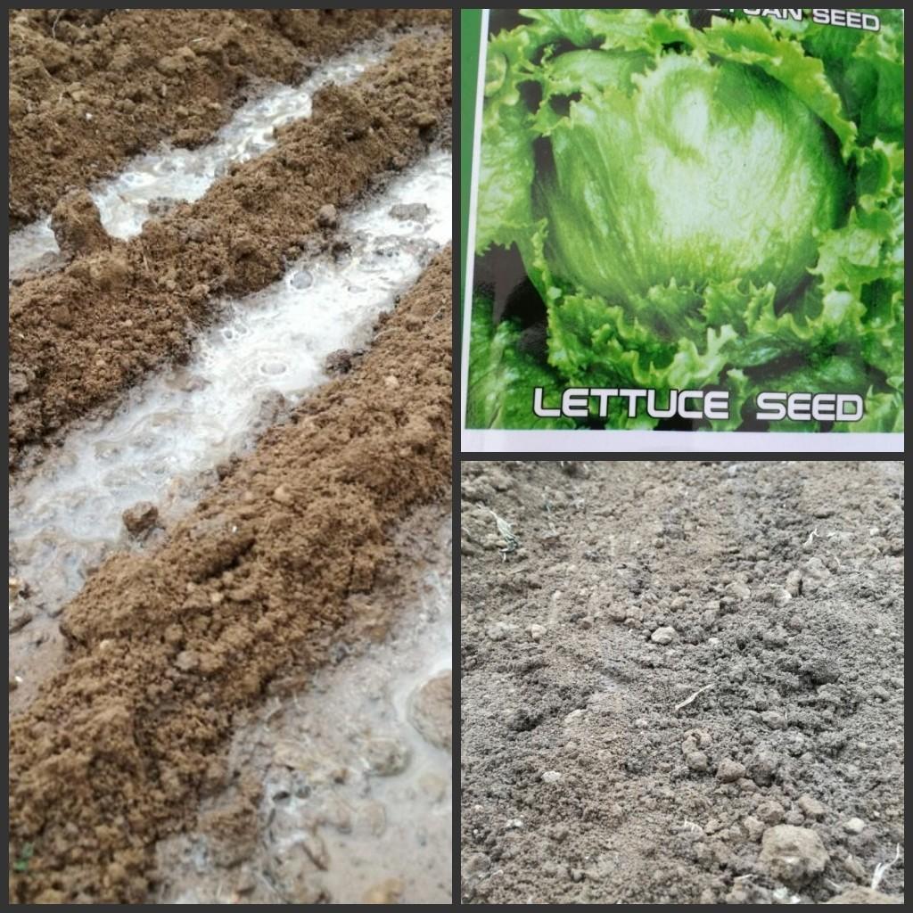 球生菜怎么做好吃，生菜怎么做好吃（《家庭伏天种菜推荐》结球生菜的种植方法）