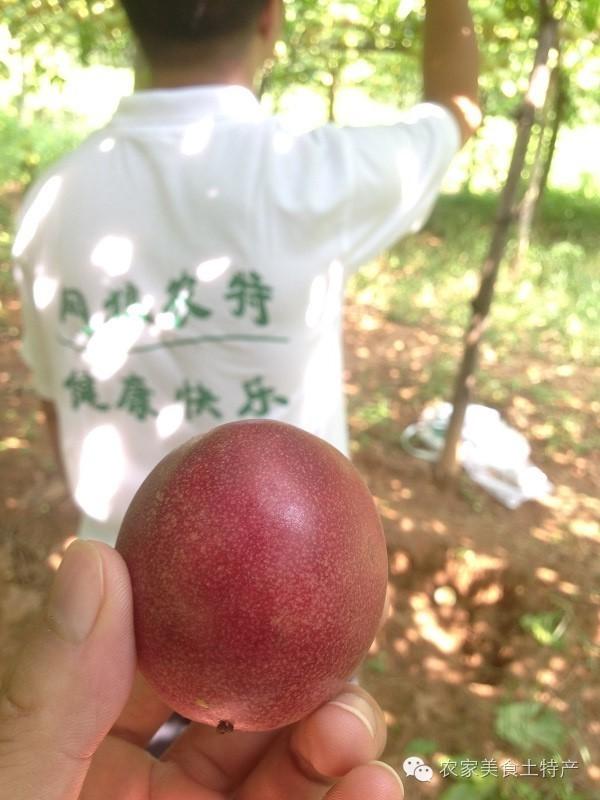 百香果籽怎么吃，百香果怎么吃（百香果的籽能吃吗）