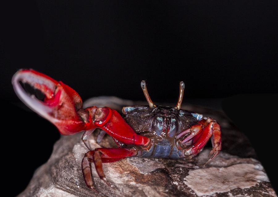 怎么处理扁蟹，螃蟹 怎么处理（潮汕人经常用来腌制生吃的“瘪蟹”或小扁蟹到底是什么蟹）