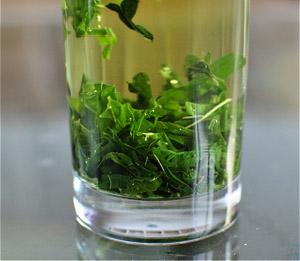 桑叶茶的功效与作用，桑叶茶的功效与作用和副作用（桑叶茶有哪些营养价值）