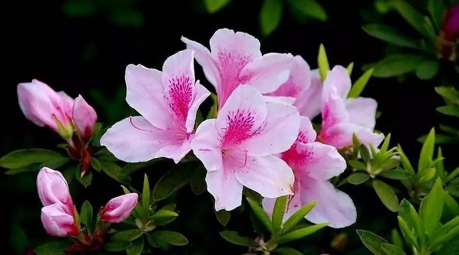 关于杜鹃的诗句，关于杜鹃花的诗句大全（诗词鉴赏花中西施-杜鹃花）