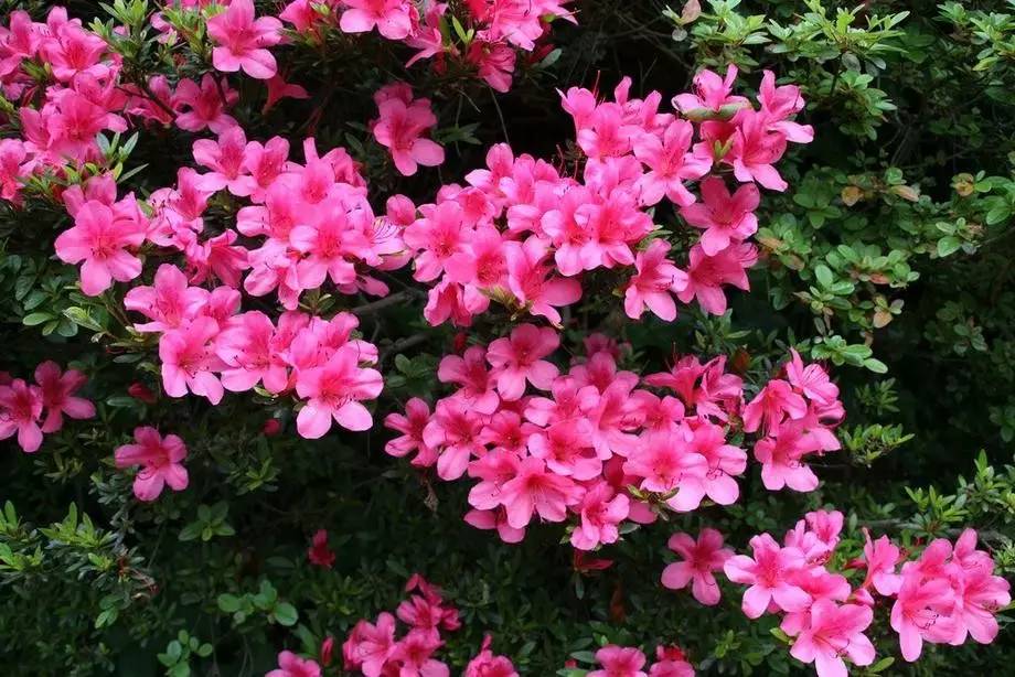 关于杜鹃的诗句，关于杜鹃花的诗句大全（诗词鉴赏花中西施-杜鹃花）