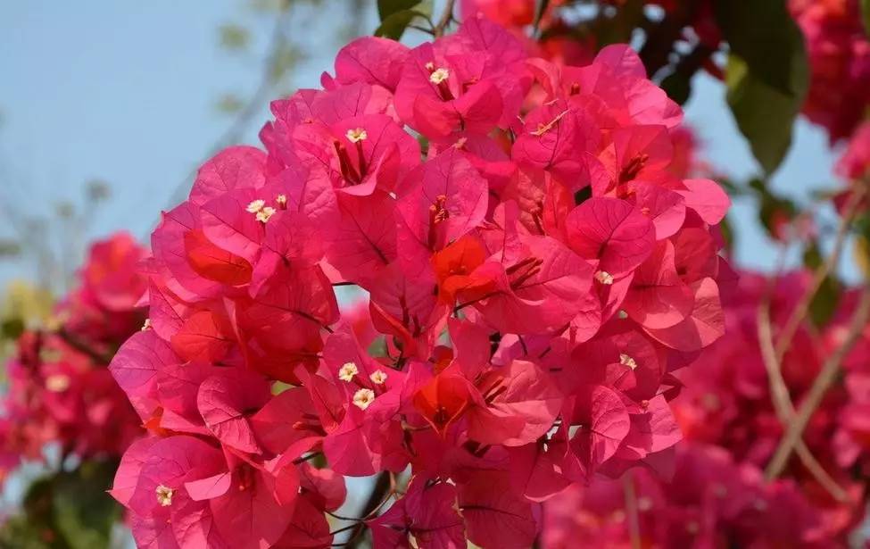 关于杜鹃的诗句，关于杜鹃花的诗句大全（诗词鉴赏花中西施-杜鹃花）