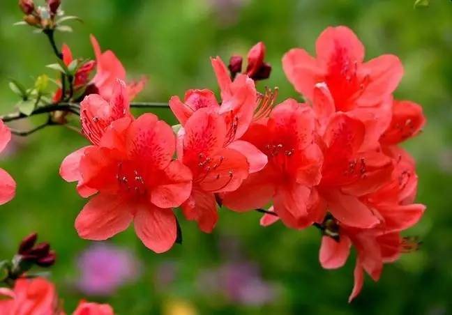 关于杜鹃的诗句，关于杜鹃花的诗句大全（诗词鉴赏花中西施-杜鹃花）