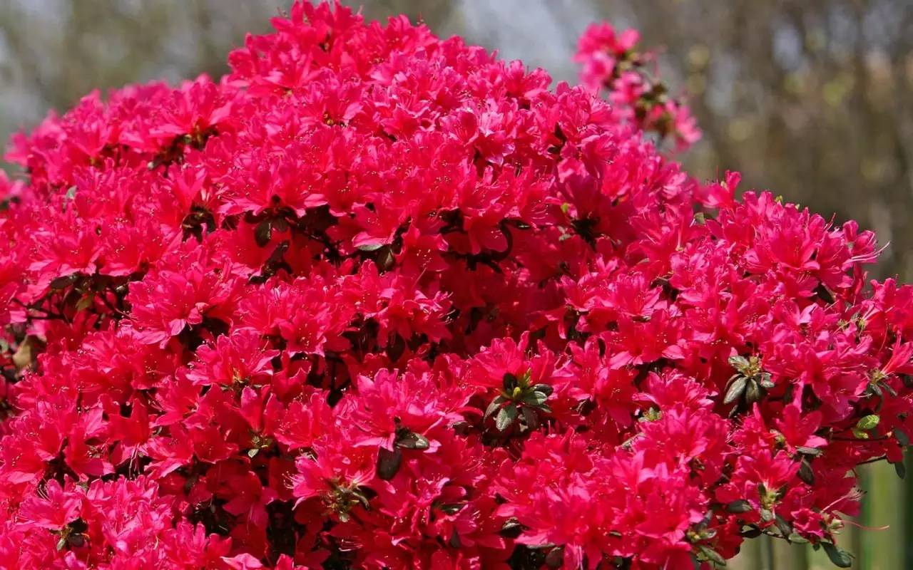 关于杜鹃的诗句，关于杜鹃花的诗句大全（诗词鉴赏花中西施-杜鹃花）