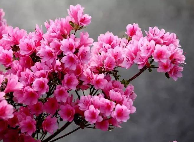 关于杜鹃的诗句，关于杜鹃花的诗句大全（诗词鉴赏花中西施-杜鹃花）