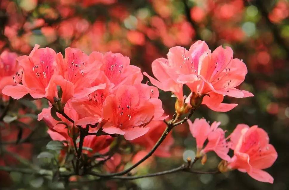 关于杜鹃的诗句，关于杜鹃花的诗句大全（诗词鉴赏花中西施-杜鹃花）