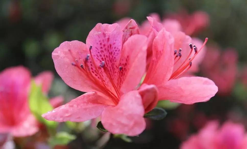 关于杜鹃的诗句，关于杜鹃花的诗句大全（诗词鉴赏花中西施-杜鹃花）