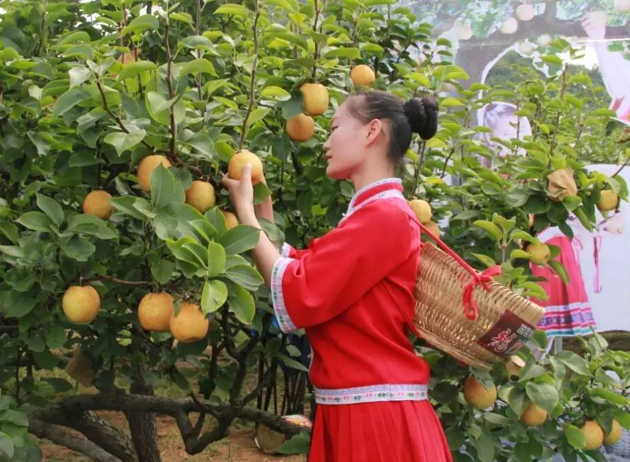 水晶梨的方法怎么做，怎么做水晶梨?怎么做水晶泥（灾后保产保质该怎么做）