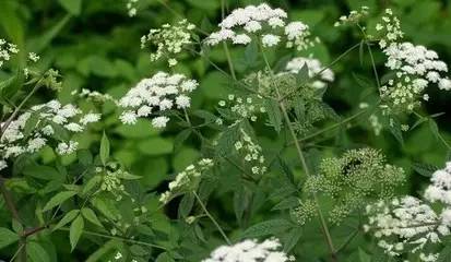 夺命草(夺命草图片,误将野外有毒植物给人吃判几年(农村里最常见野生