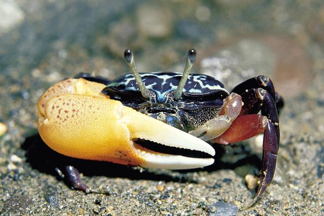 怎么处理扁蟹，螃蟹 怎么处理（潮汕人经常用来腌制生吃的“瘪蟹”或小扁蟹到底是什么蟹）