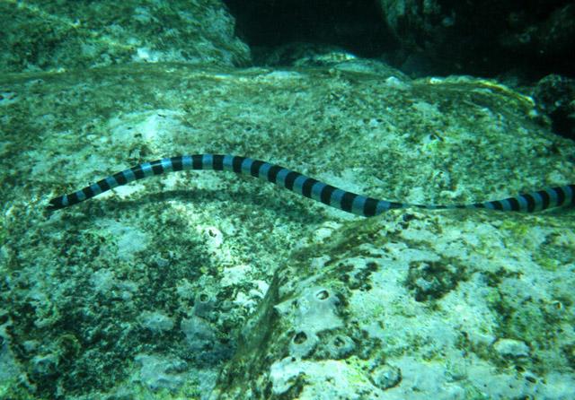 全球最毒的蛇第一名，双头蛇真的存在吗（这种蛇是世界上最毒的蛇）