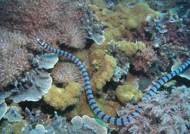 全球最毒的蛇第一名，双头蛇真的存在吗（这种蛇是世界上最毒的蛇）