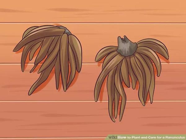 花毛莨的种植要点，花毛茛的养殖方法和注意事项（花毛茛的种植及养护方法）