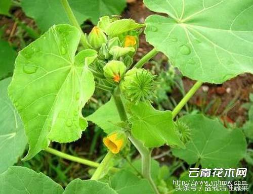 野麻子植物图片,当野芝麻可食