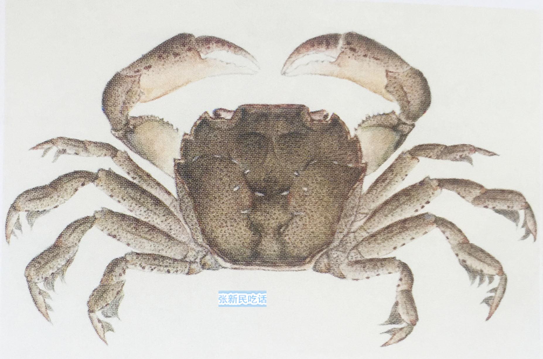 怎么处理扁蟹，螃蟹 怎么处理（潮汕人经常用来腌制生吃的“瘪蟹”或小扁蟹到底是什么蟹）