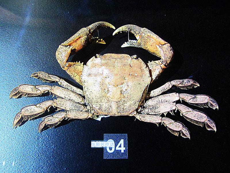 怎么处理扁蟹，螃蟹 怎么处理（潮汕人经常用来腌制生吃的“瘪蟹”或小扁蟹到底是什么蟹）