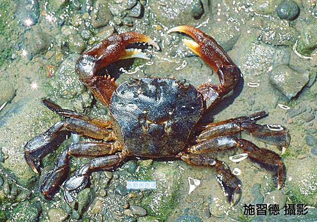 怎么处理扁蟹，螃蟹 怎么处理（潮汕人经常用来腌制生吃的“瘪蟹”或小扁蟹到底是什么蟹）